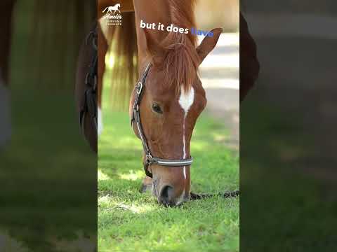 Why is Your Horse's Microbiome Important? thumbnail