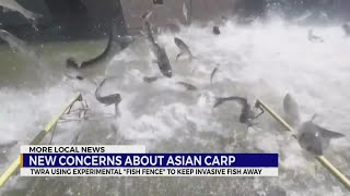 New concerns about Asian carp