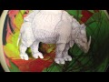 Durer Rhino History