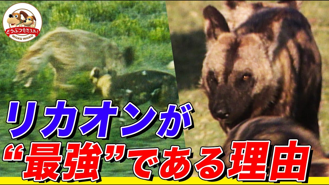 【最強のハンター】リカオンは1頭だけでは非常に弱い存在！しかし群れで連携して無敵の獣と化す【どうぶつ奇想天外／WAKUWAKU】 - YouTube