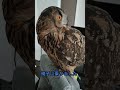 【フクロウ】見つかっちゃいました #shorts