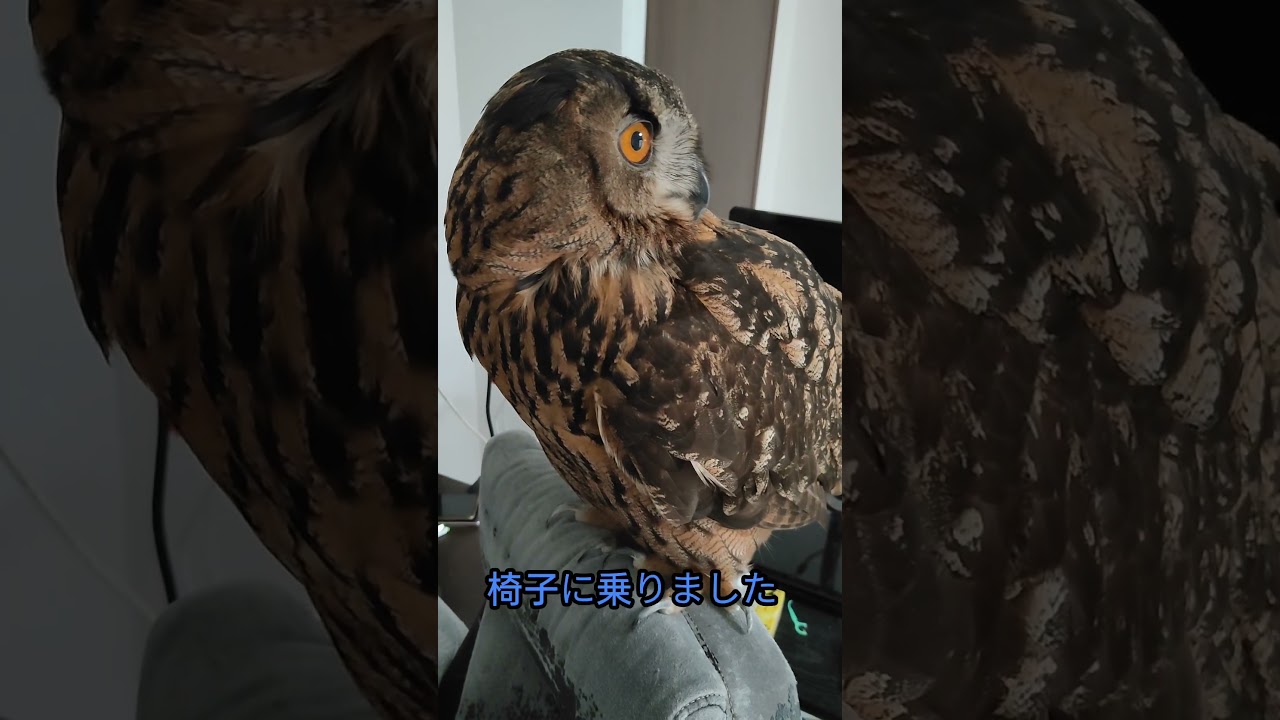 【フクロウ】見つかっちゃいました #shorts