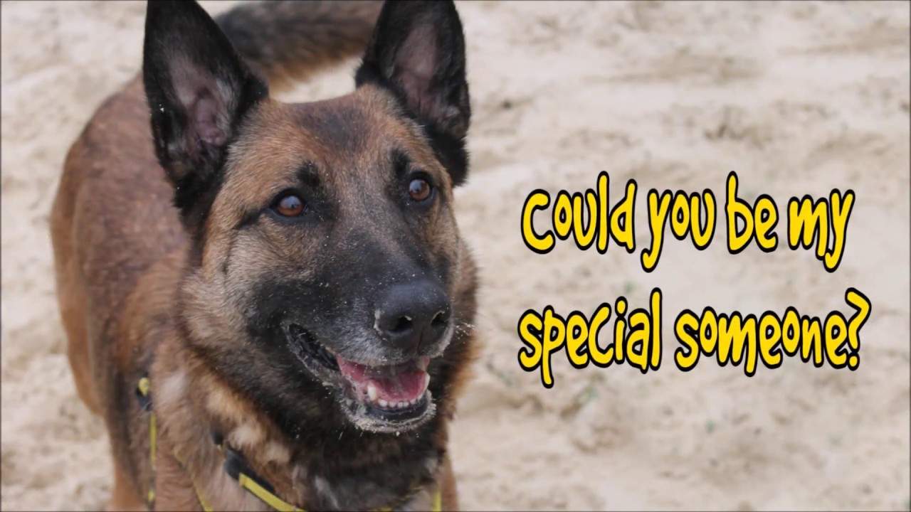 Dogs Trust Harefield - Alessia - YouTube