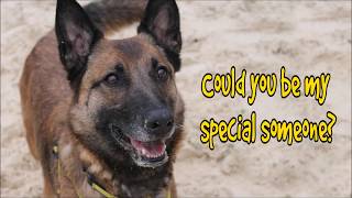 Meet Alessia, The Gorgeous Belgian Shepherd Dogs Trust Harefield