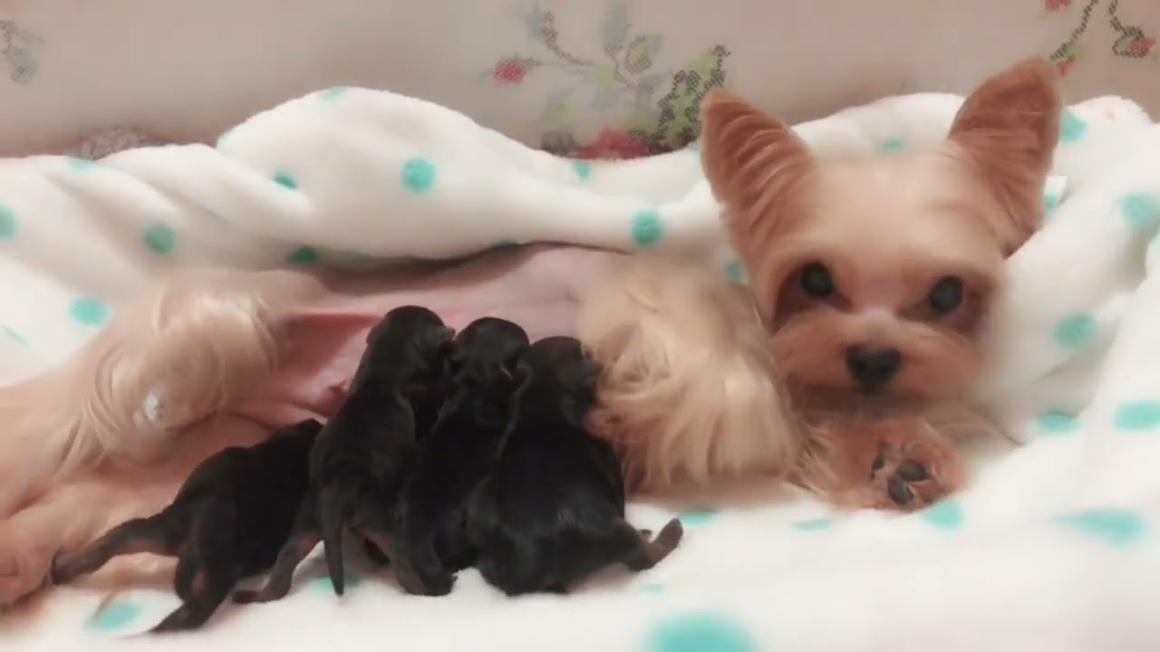 梁 成峰ブリーダーの犬舎動画