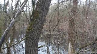 Ch Berro Vom Rexon Forst Vs Wild Boar