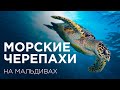 Черепаха. Turtle. Trip expert Михаил Карпович ( Mikhail Karpovich )