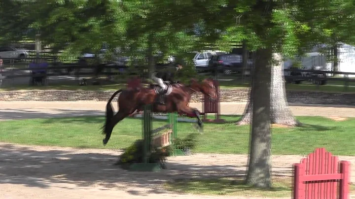 Video of AMICUS ridden by JULIE COLES from ShowNet!