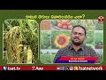 కాటుక తెగులు నివారించడం ఎలా ? | T-SAT