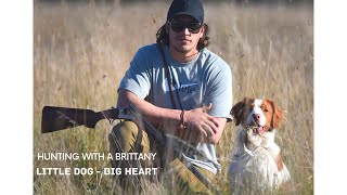 Hunting with a Brittany. (Why you need to buy one.)