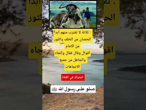 ثلاثة لا تقترب منهم أبدا الحصان من الخلف والثور من الاماماقوالقوال فقالوالجاهل من جميع الاتجاهات