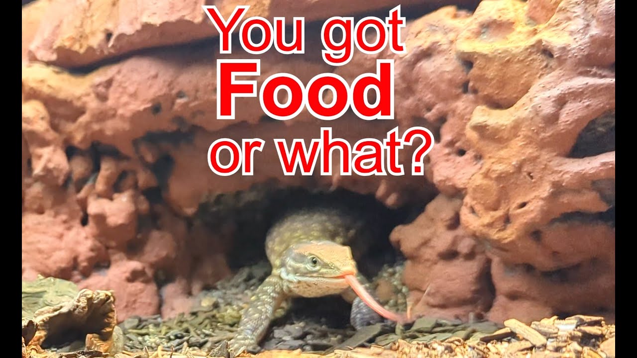 Introducing my Ackie Monitor: Part 1