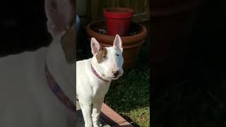 Howling at the sirens,  Miniature Bull Terrier embarrassed by getting caught