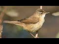 Paddyfield Warbler Acrocephalus Agricola Paddyfield Warbler Acrocephalus Agricola