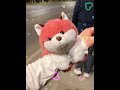 Good friend, is it too much to ask for a small furry fox with cuddly arms?