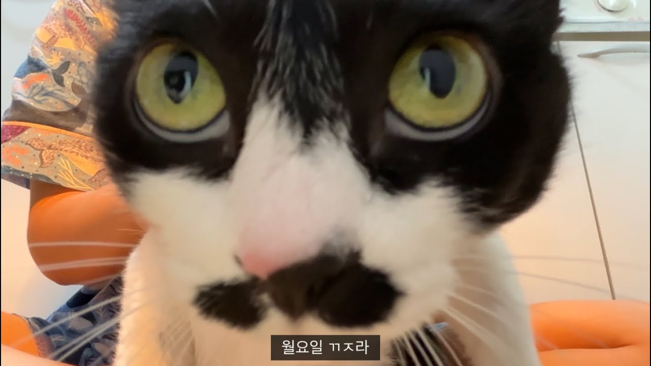 약소한 테무깡과 샌드위치..