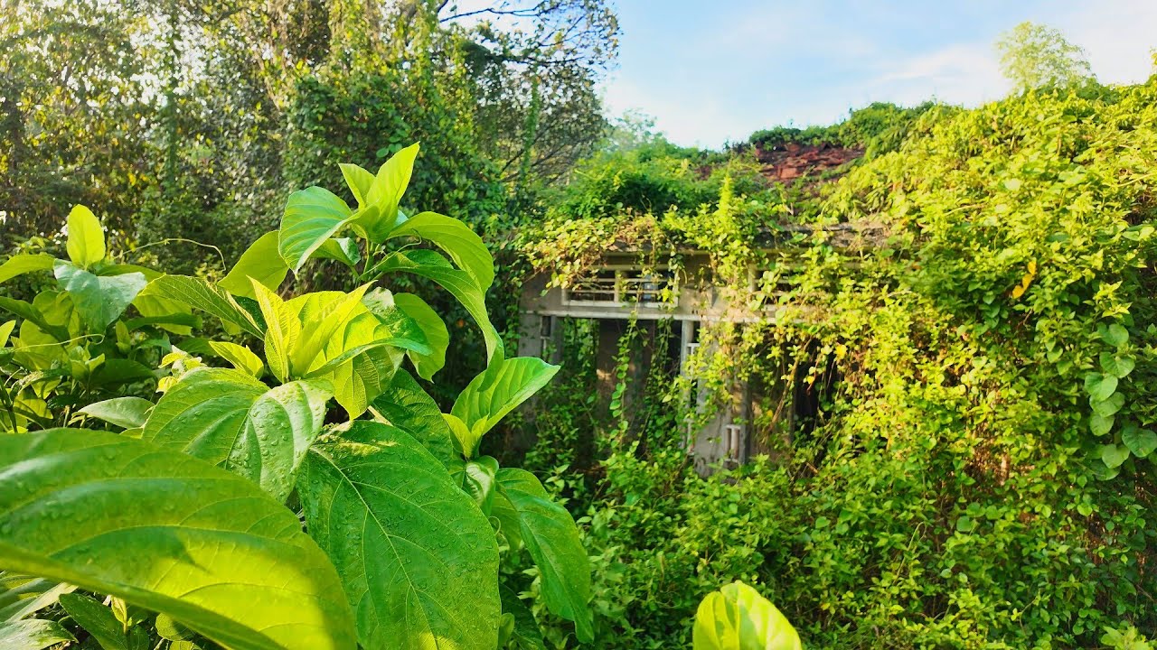 Мы обнаружили дом, который спал 30 лет