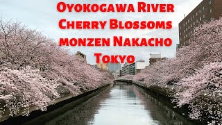 Oyokogawa River Cherry Blossoms viewing | Tokyo Cherry blossoms | Monzen Nakacho Tokyo