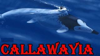 Callawayia