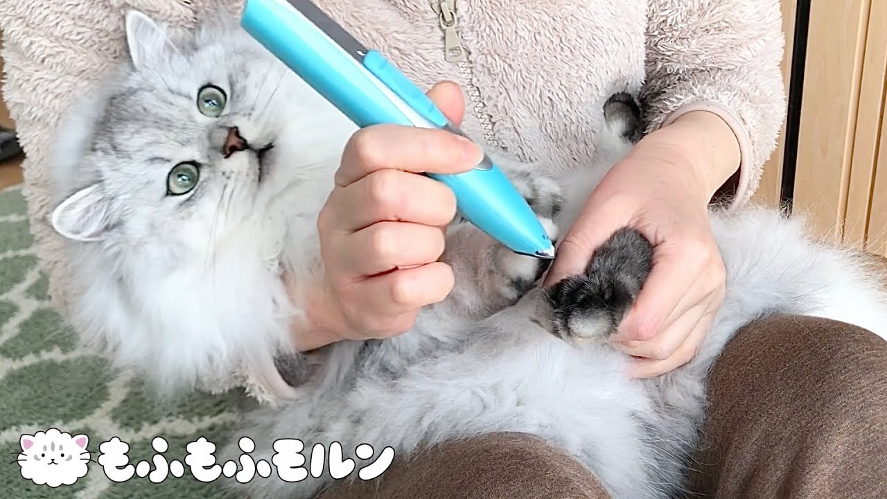 赤ちゃん抱っこでお手入れされる子猫はやがて‥ 【サイベリアン】 - YouTube