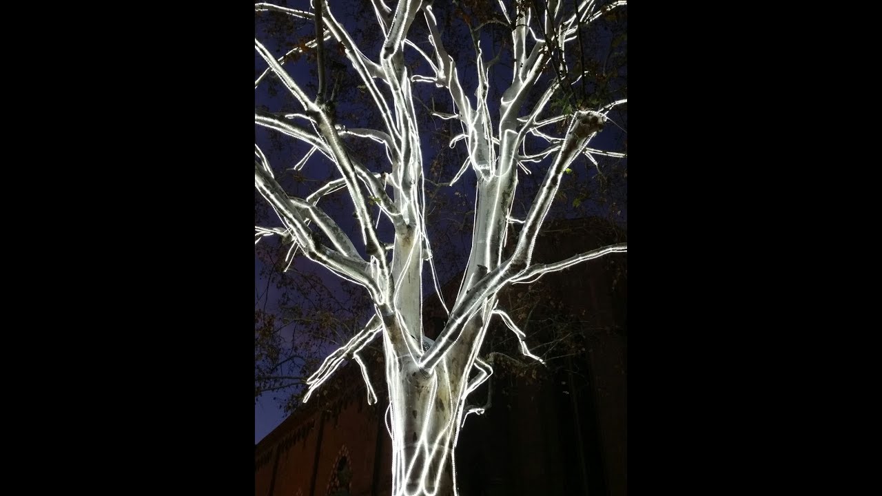 Un chilometro di luminarie sul platano del campanile del Duomo di Arezzo