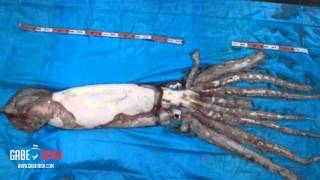 GIANT SQUID CAUGHT IN JAPAN JANUARY 14, 2014 (REAL)