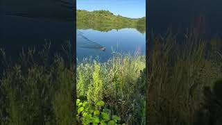 Hare Seen Swimming Across a River