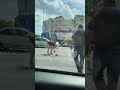 Милота дня 💛💙 Каченят переводять через дорогу у Києві