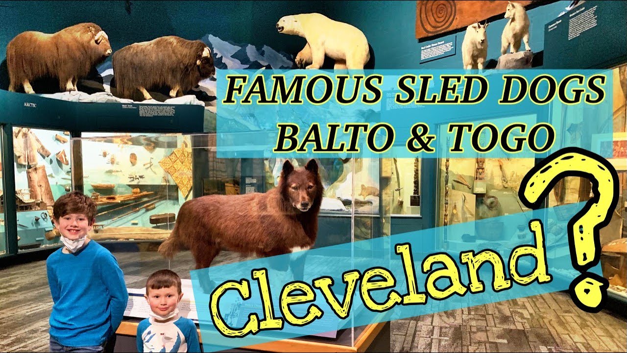 BALTO AND TOGO! CLEVELAND'S CONNECTION TO THE FAMOUS SLED DOGS - Cleveland Museum of Natural History