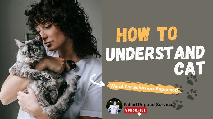 5 Ways To Deciphering Unusual Cat Behaviors A Guide 2024