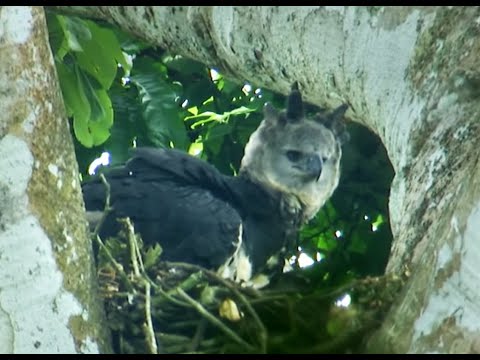 Rare Harpy Eagle Caught on Camera | Deadly 60 | Series 2 | BBC Earth