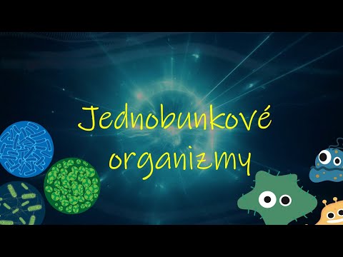 Video: Ako Sa Pohybujú Jednobunkové Organizmy