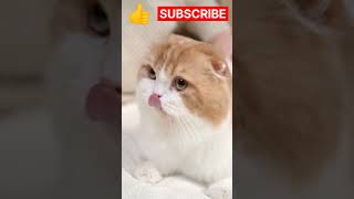 Cute Cat cutecat catvideos kitten adorable cats cute cat shorts