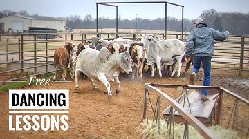 These Brahmas Will Make You Dance!