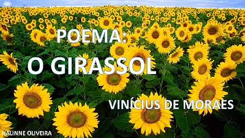 Como fazer um poema sobre girassol?