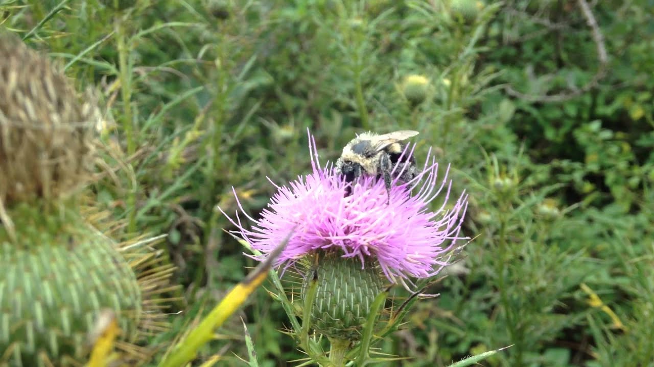 Bumblebee on a Thistle Bloom