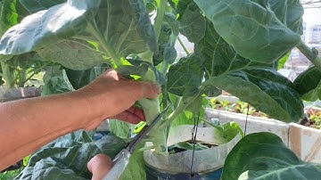 Trồng cải rổ trong bình 5 lít, cây nào cũng mập ú nhìn là mê | Cô Sao TV