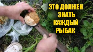 От чего рыба дуреет больше всего?! Хлеб с чесноком против прикормки из магазина! Реакция рыбы.