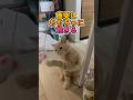 唐突におもちゃに飽きる猫 #ブリティッシュショートヘア #cat