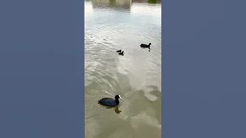 У лысух вылупились птенцы
