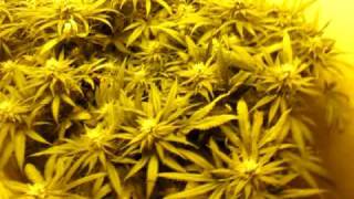 Blue Dream, Mendo Afgoo, part 3