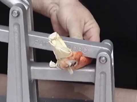 how-to-crack-stone-crab-claws-with-the-florida-cracker