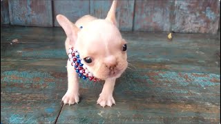 Tiny Frenchie has a big secret. He peed on his mother's bed. Swags ep3