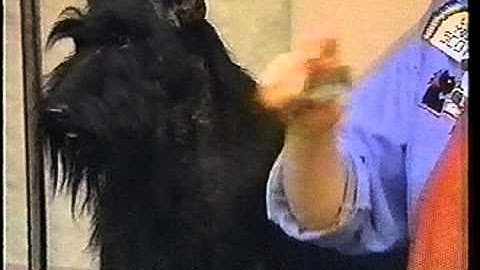 Grooming the Front Assembly Part 2 ( Charthill Scottish Terrier Grooming Tutorial ).mp4