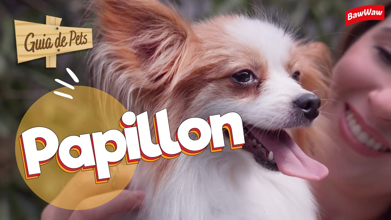 Qual O Valor De Um Cachorro Papillon?