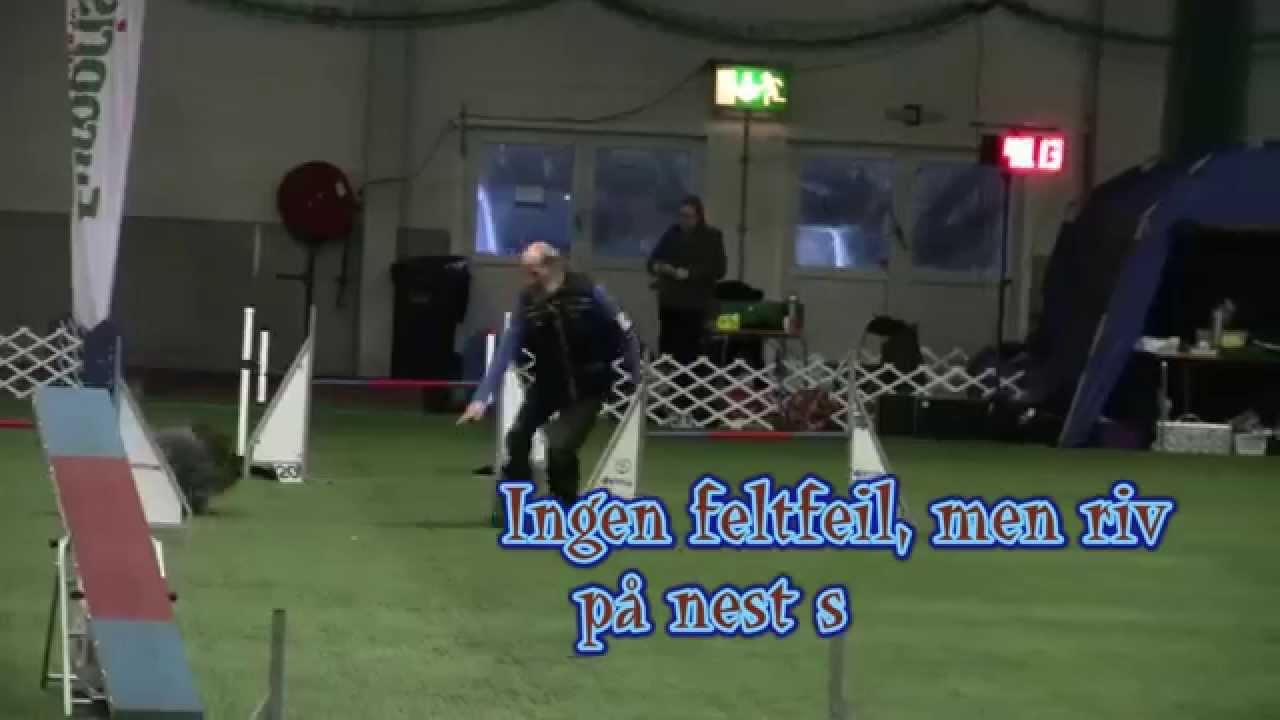 Schapendoes Dog, Agility Team Jumping Competition, Langesund 2015