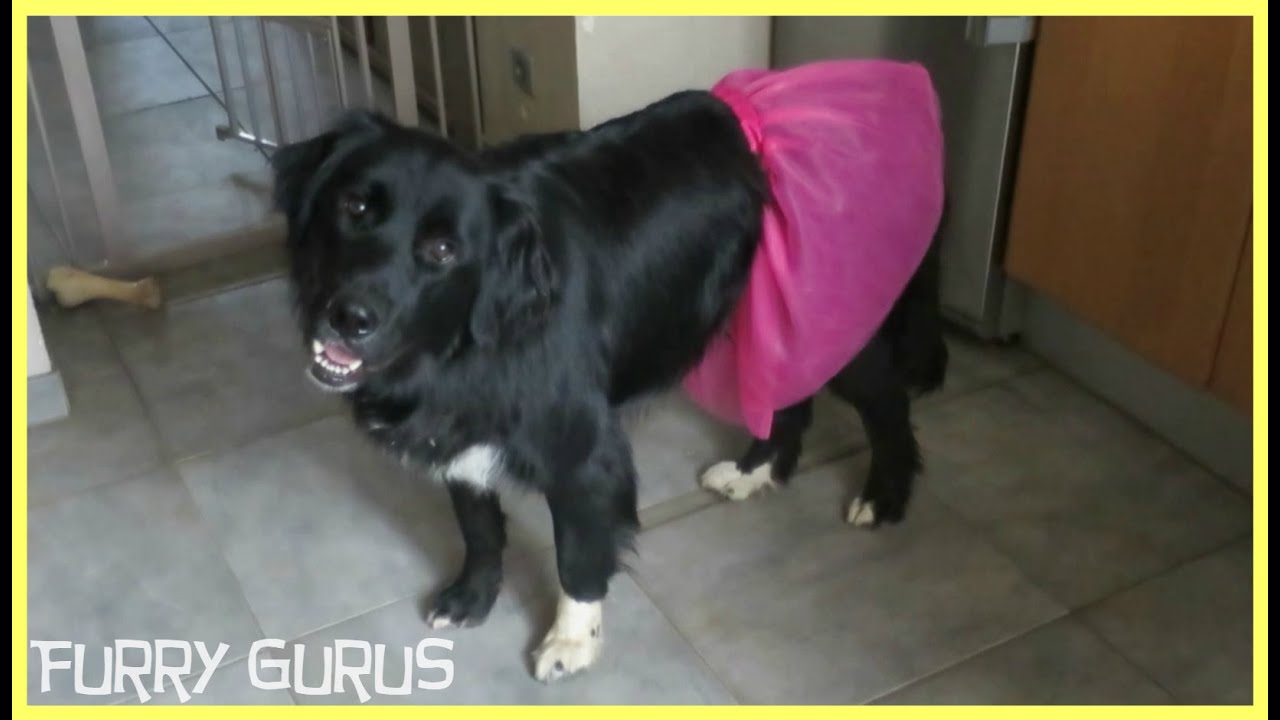 big dog in a pink tutu ziggy the golden retriever border collie