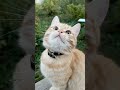 Чепусик Черныш и Рыжик ✈️🐈‍⬛🐈‍⬛🐈 самолёты и небо ☀️😻🔥