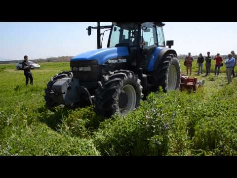 Hairy Vetch – an excellent green manure for dry conditions (Aug 2014)