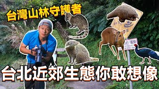 【老K探討】台灣生態部落格山林守護者阿峰老師首次登上新媒體台北近郊生態竟然有這些動物